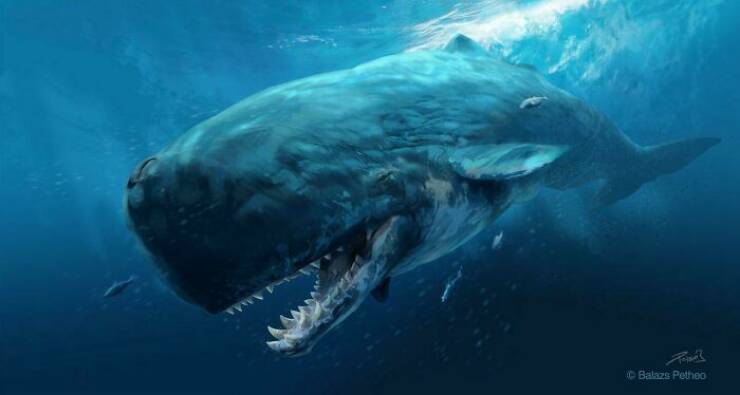 Livyatan é um gênero extinto de baleias cachalote e tinha a mordida mais forte de qualquer tetrápode