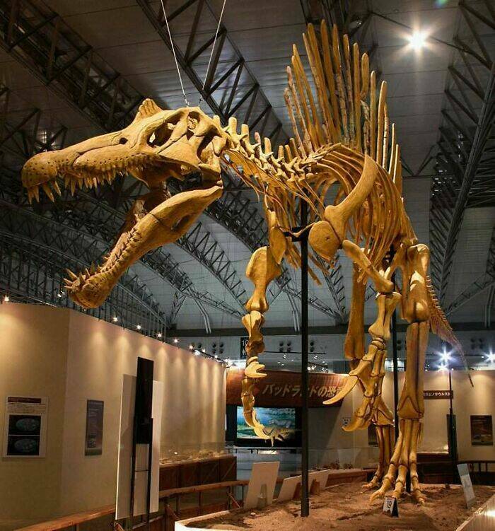 Este é o esqueleto de um Spinosaurus