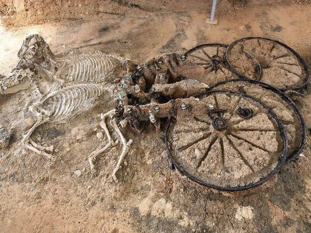 Carruagem trácia de 2000 anos com esqueletos de cavalos.