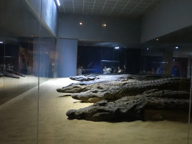 Mais de 300 crocodilos mumificados foram encontrados no Templo de Kom Ombo, um templo duplo dedicado a Sobek e Hórus.