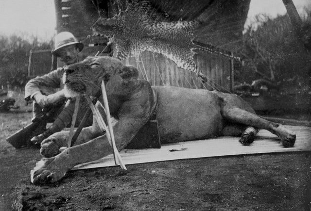 O primeiro dos dois leões comedores de homens de Tsavo baleados pelo tenente-coronel Petterson, Quênia, 1898. Os leões mataram dezenas de pessoas, possivelmente mais de 100, durante um período de 9 meses.