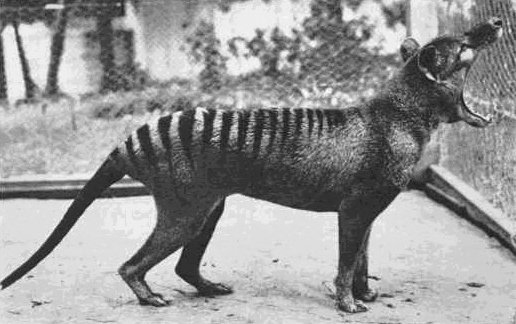 O último tigre da Tasmânia vivo bocejando no zoológico de Hobart, na Austrália, em 1933.
