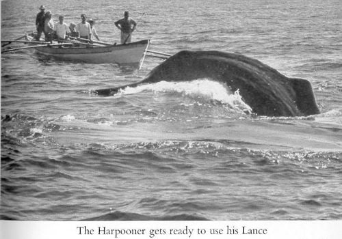 Caça à baleias era um modo de vida de muitos açorianos, década de 1950.