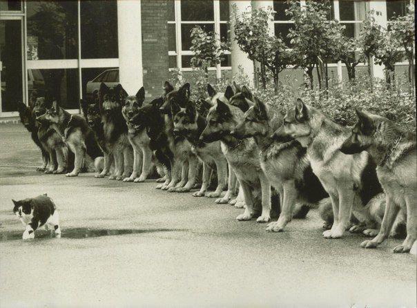 Gato e pastores alemães treinados durante exame para cães de serviço policial, em 1987.