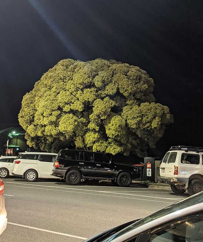 Árvore que se parece brócolis