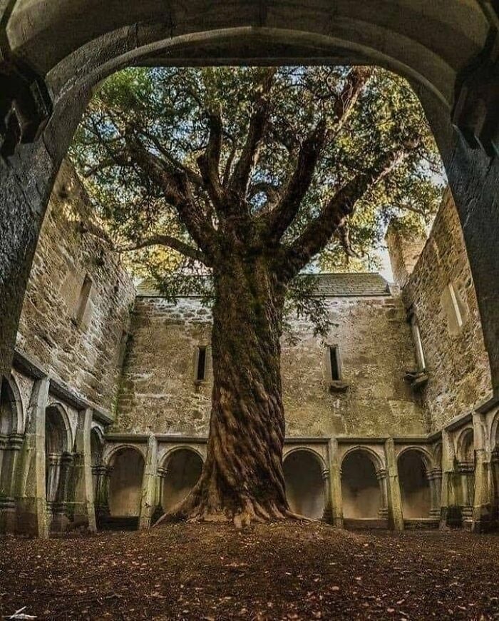 bela árvore transformando este lugar abandonado em um jardim secreto, Irlanda