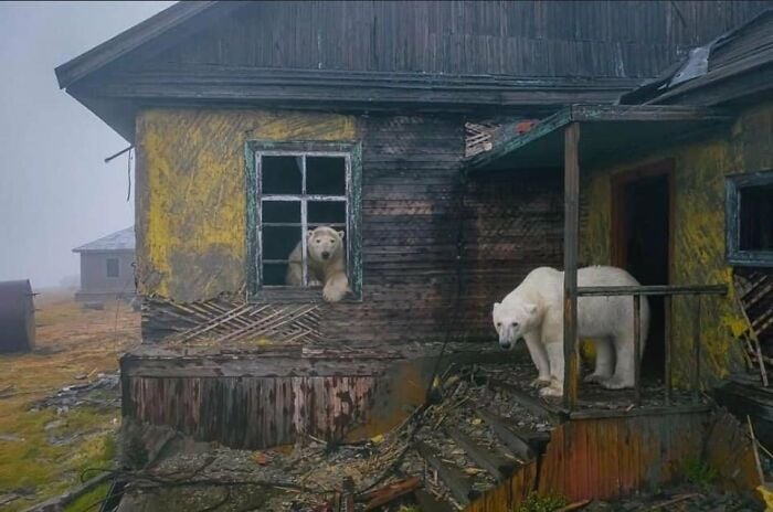 Ursos polares em uma estação meteorológica soviética abandonada na ilha Kolyuchin, Dmitry Kokh