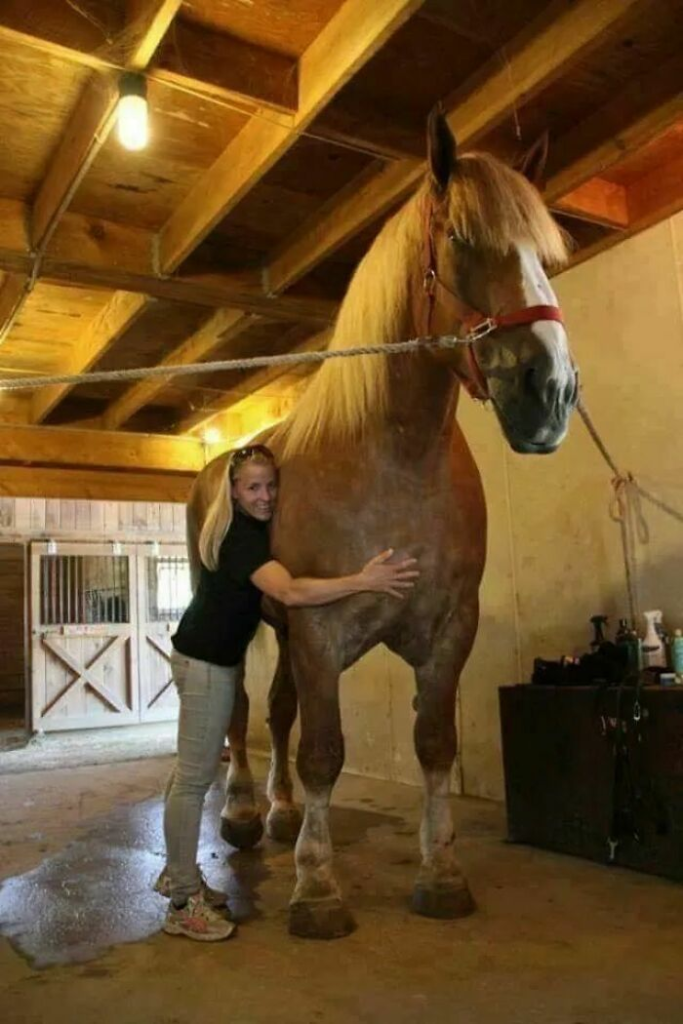 Com mais de 2 metros de altura e pesando 1.136 kg, "Big Jake" foi o maior cavalo do mundo