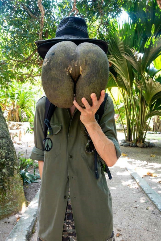 Este é o tamanho da maior semente do planeta, a semente dupla de coco, em comparação com uma pessoa
