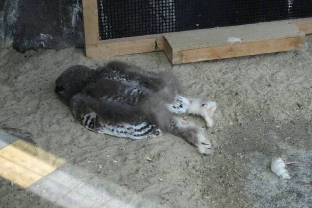 Bebês corujas dormem de barriga para baixo