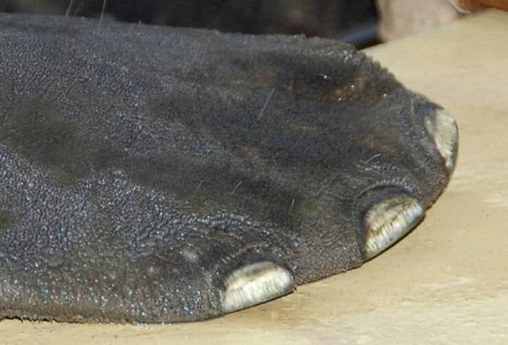 Esta é a aparência da "mão" de um peixe-boi
